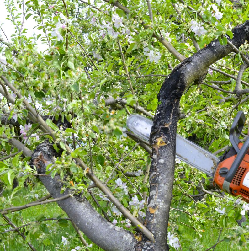 Apple Tree Removal in Aiken, SC