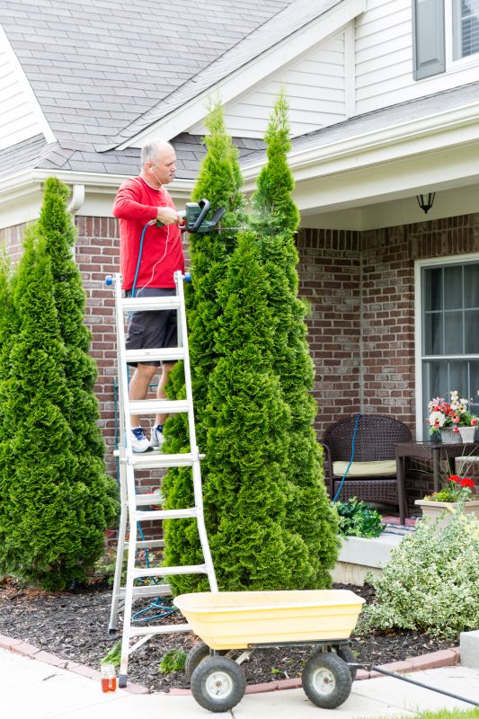 Arborvitae Pruning in Aiken, SC