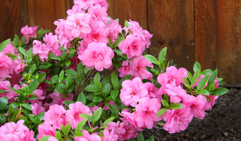 Azalea Pruning in Rockwall, TX