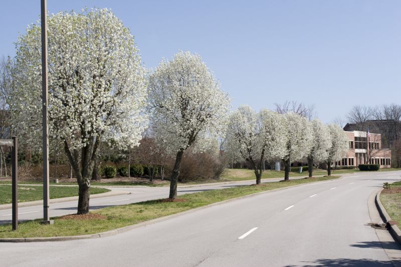 Bradford Pear Tree Pruning in Allentown, PA