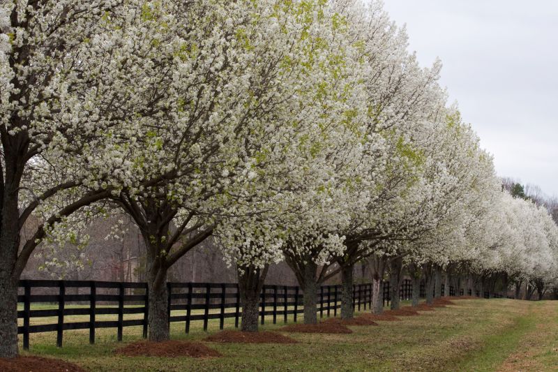 Bradford Pear Tree Pruning in Pottstown, PA