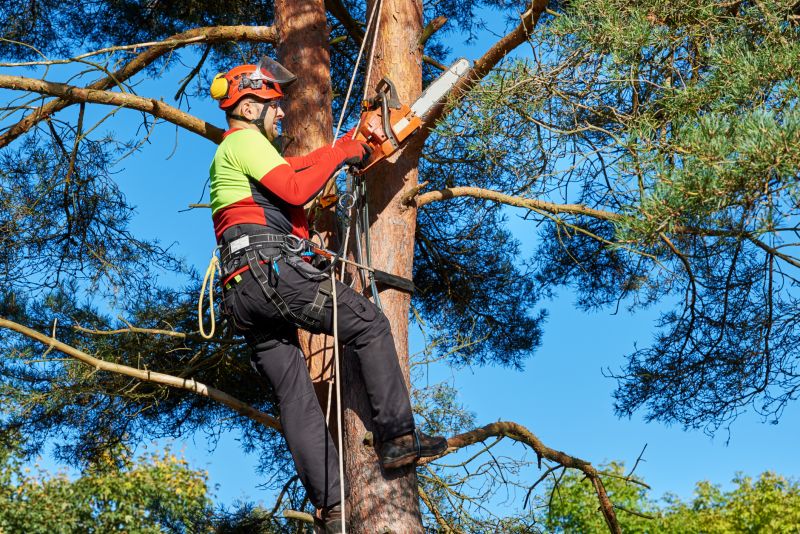 Canopy Pruning in Pottstown, PA