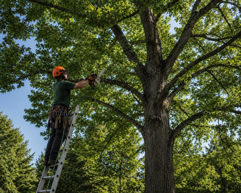 Canopy Pruning in San Jose, CA