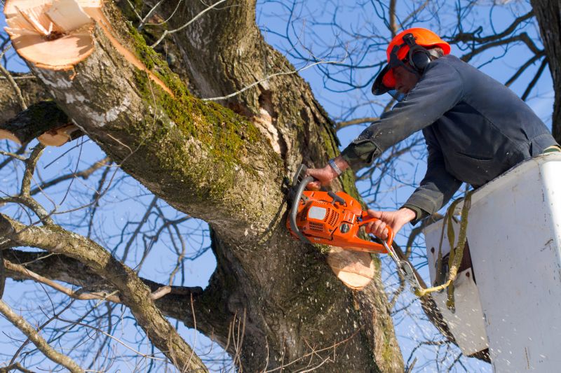 Cherry Tree Removal in Reno, NV