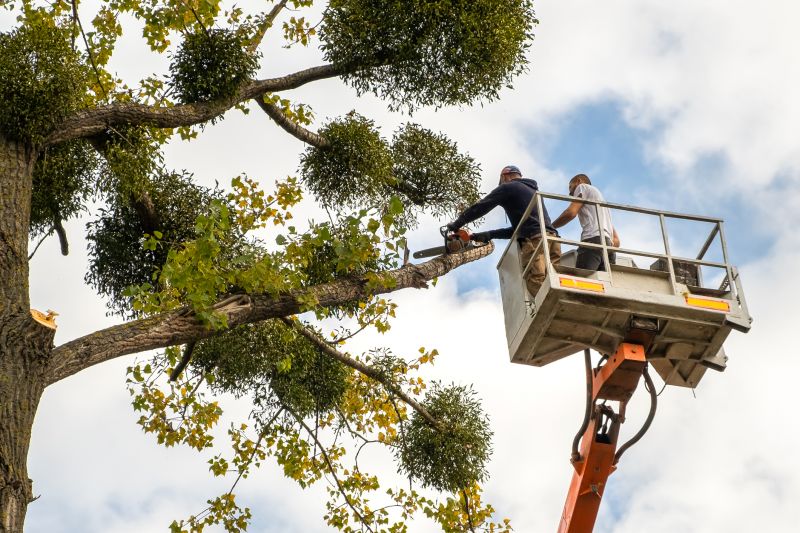 Commercial Tree Service in Aiken, SC