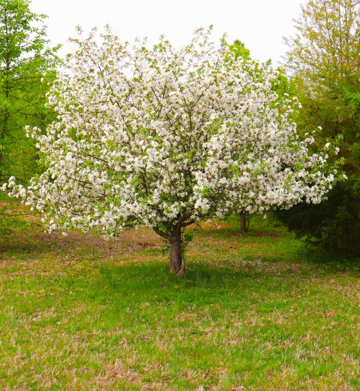 Dogwood Tree Removal in Bucks County, PA