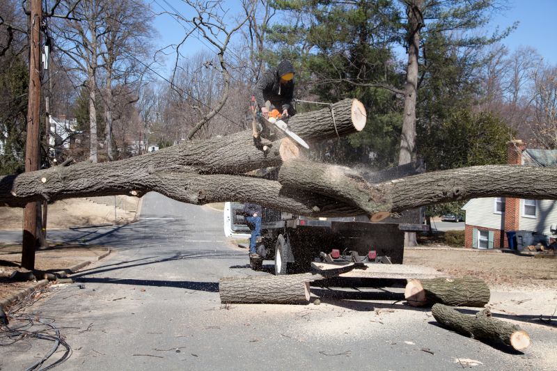 Elm Tree Removal in Pottstown, PA