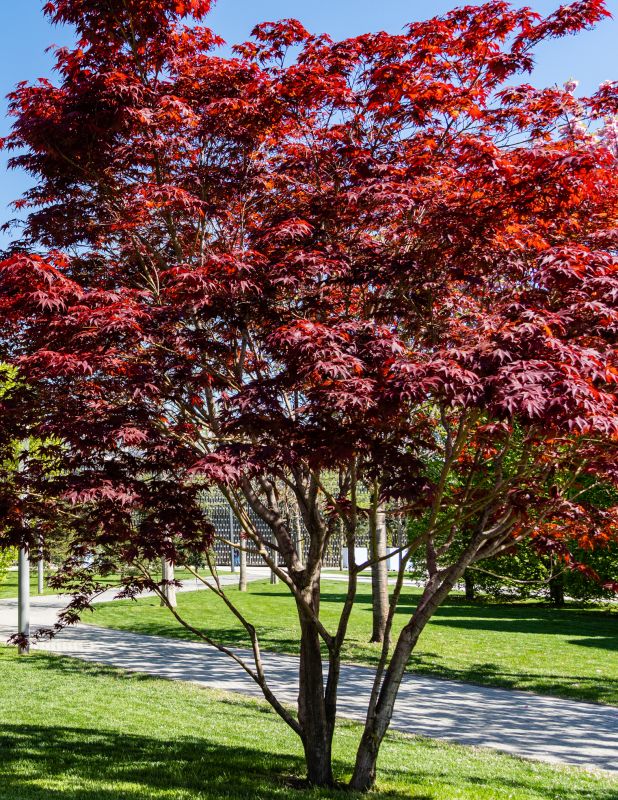 Japanese Maple Pruning in Doylestown, PA
