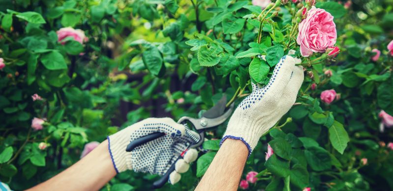 Knockout Roses Pruning in Honolulu, HI
