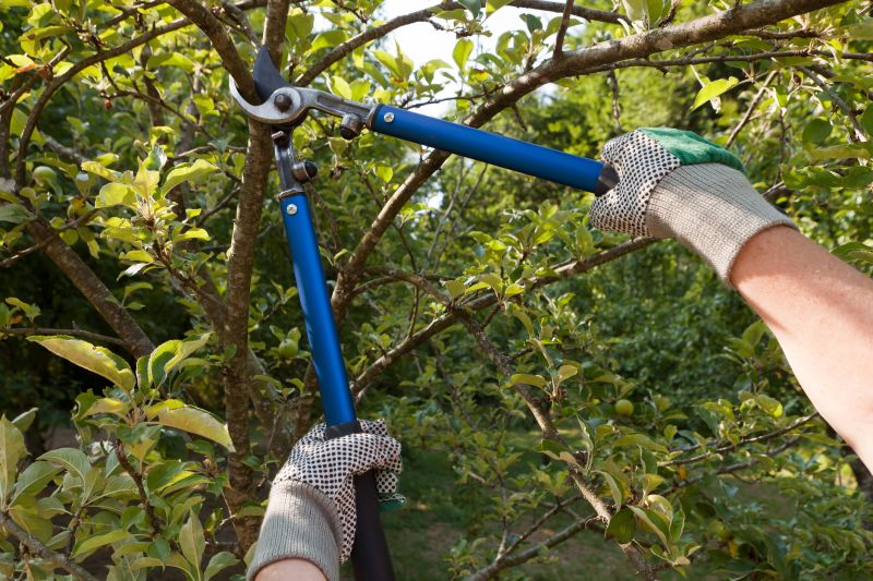 Limb Pruning in San Jose, CA