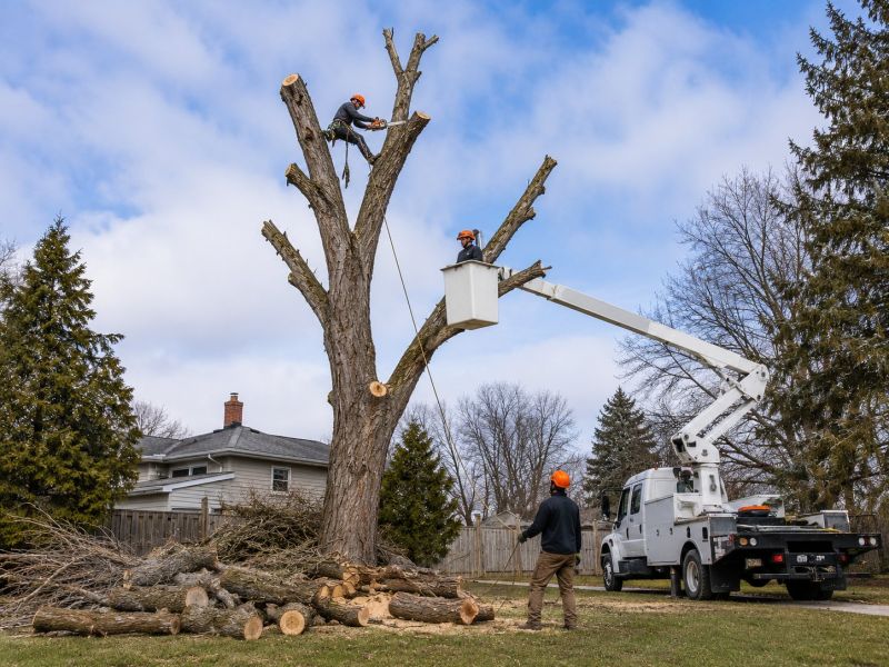 Maple Tree Removal in Allentown, PA