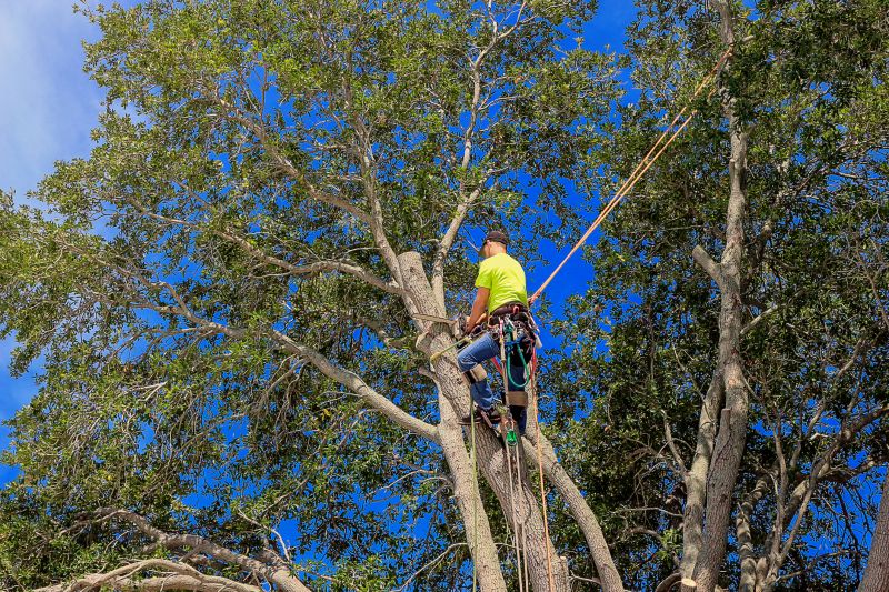 Oak Tree Pruning in San Jose, CA