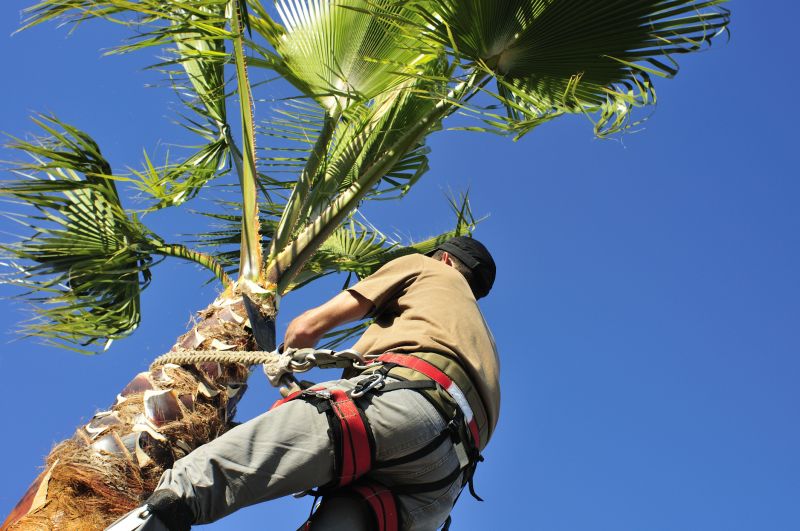 Palm Tree Trimming in Reno, NV