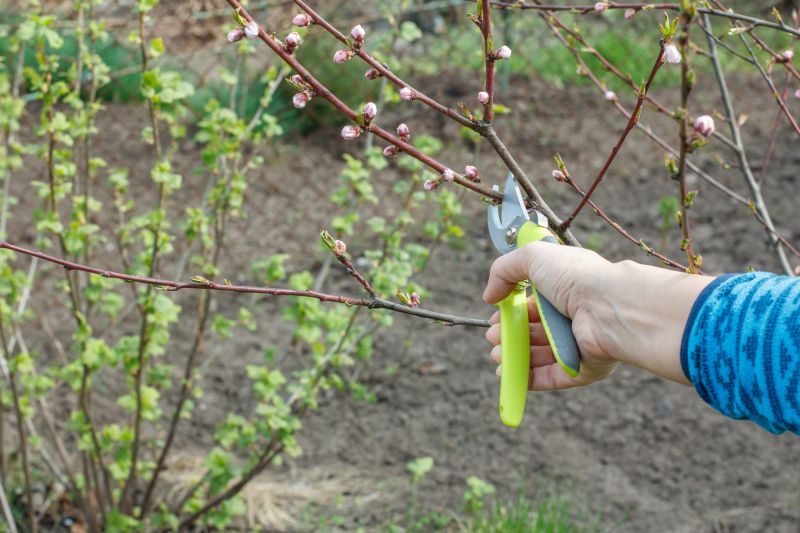 Peach Tree Pruning in Doylestown, PA