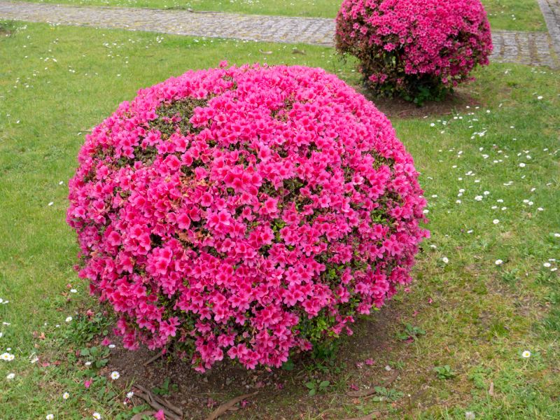 Rhododendron Pruning in Rockwall, TX
