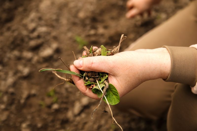 Rock Bed Weeding in Aiken, SC