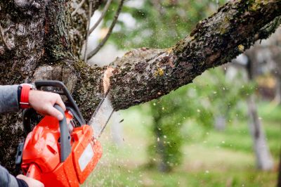 Tree Branch Cutting in Pottstown, PA