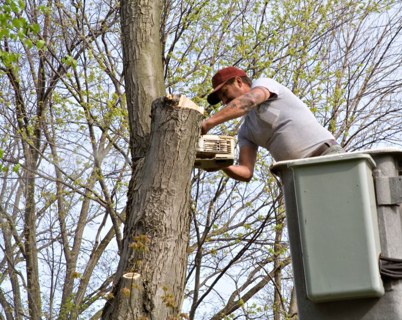 Tree Service in Aiken, SC