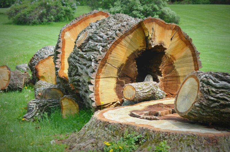 Tree Trunk Removal in Aiken, SC
