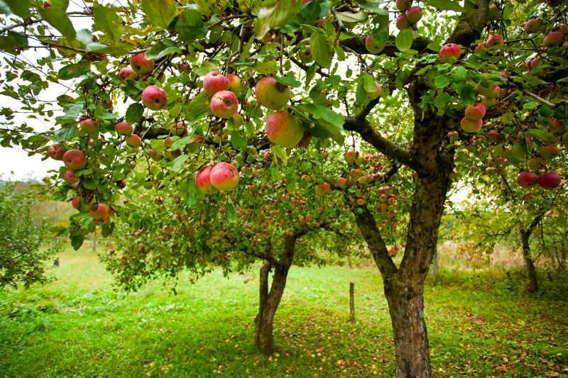 Apple Tree Pruning in Allentown, PA