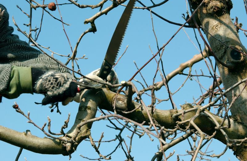 Apple Tree Pruning in Aiken, SC