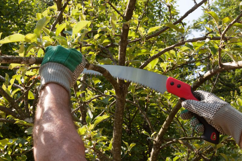 Apple Tree Pruning in Aiken, SC