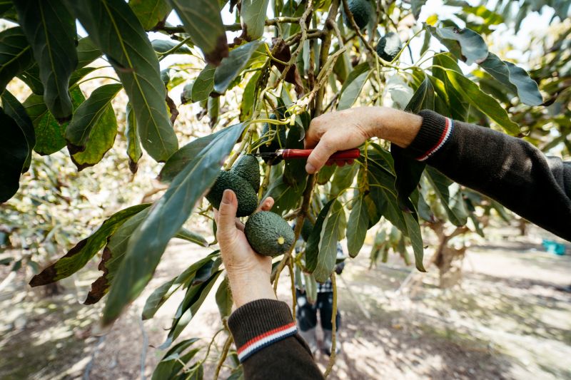 Apple Tree Pruning in Reno, NV