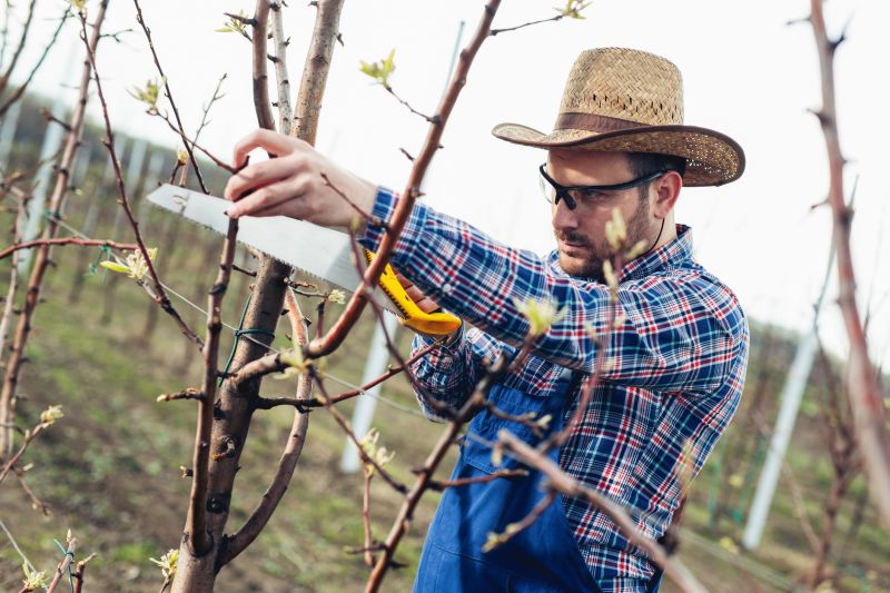 Apple Tree Pruning in Doylestown, PA