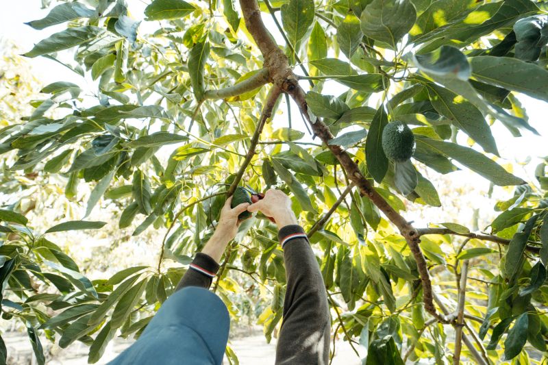 Apple Tree Pruning in Doylestown, PA