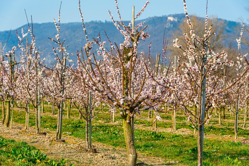 Apple Tree Pruning in Doylestown, PA