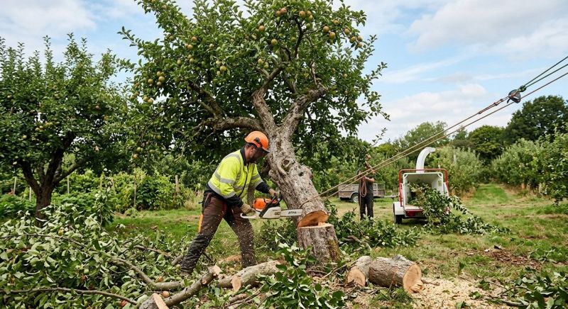 Apple Tree Removal in Pottstown, PA