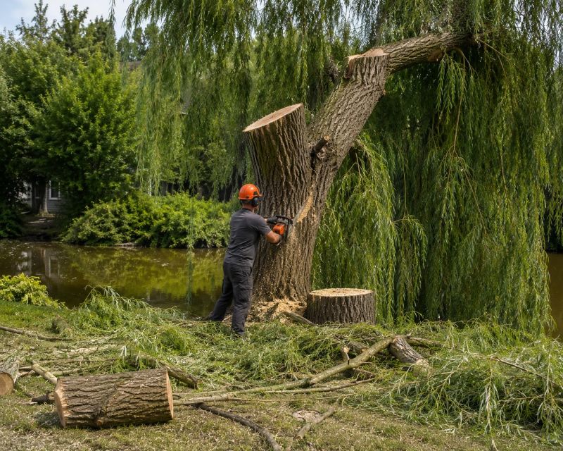 Apple Tree Removal in Montgomery County, PA