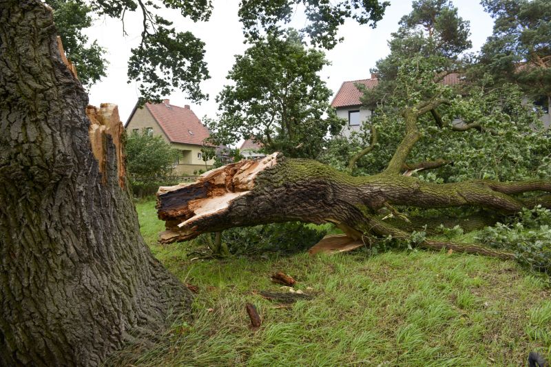 Apple Tree Removal in Allentown, PA