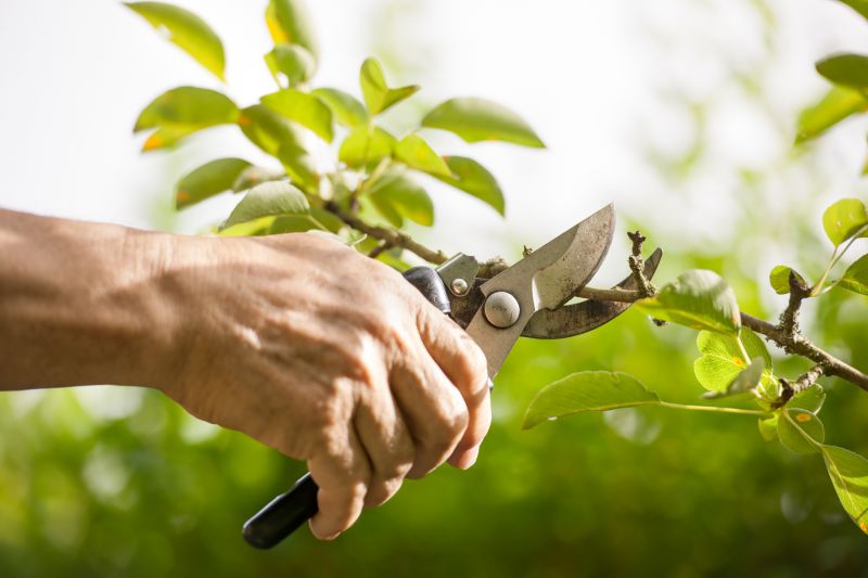 Arborvitae Pruning in Rockwall, TX