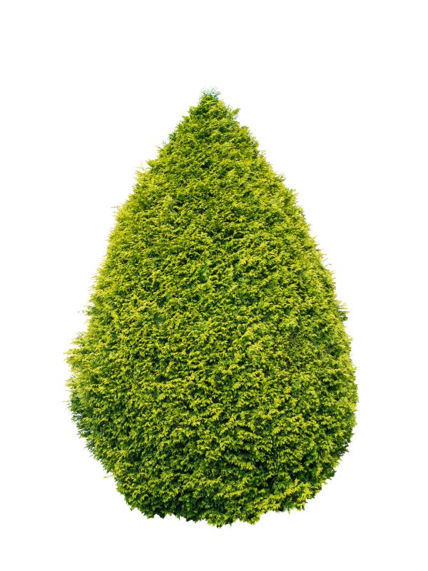 Arborvitae Pruning in Ventura County, CA