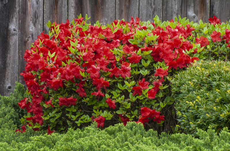 Azalea Pruning in Aiken, SC