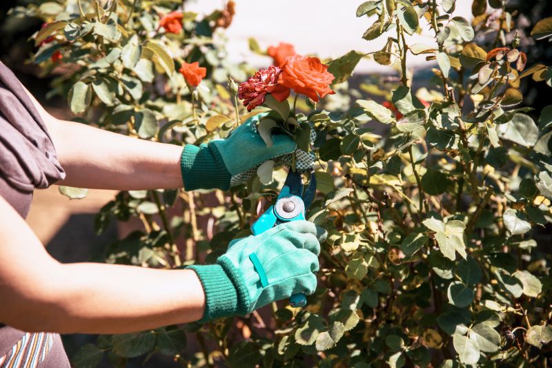 Azalea Pruning in Rockwall, TX