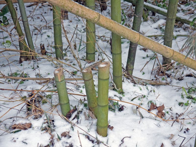 Bamboo Stump Removal in Aiken, SC