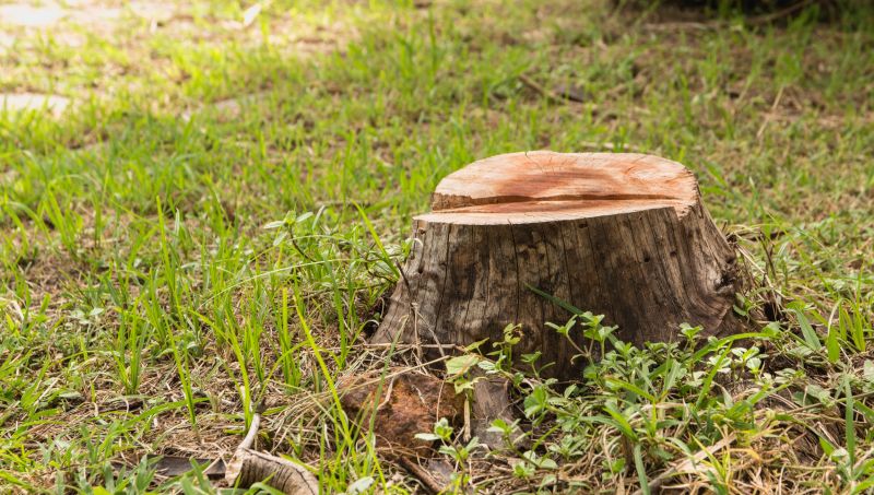 Bamboo Stump Removal in Aiken, SC