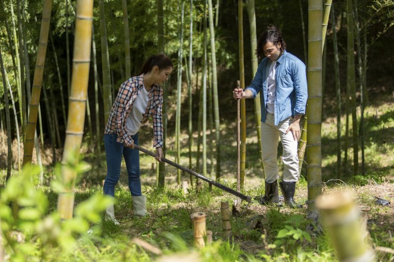 Bamboo Trimming in Rockwall, TX