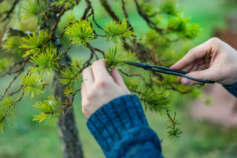 Beech Tree Pruning in San Jose, CA