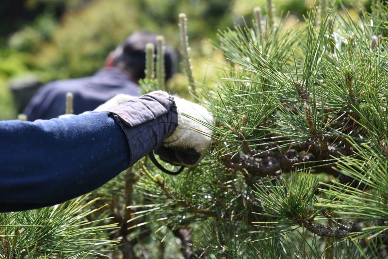 Beech Tree Pruning in Aiken, SC