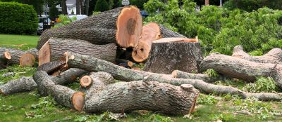 Birch Tree Removal in San Jose, CA