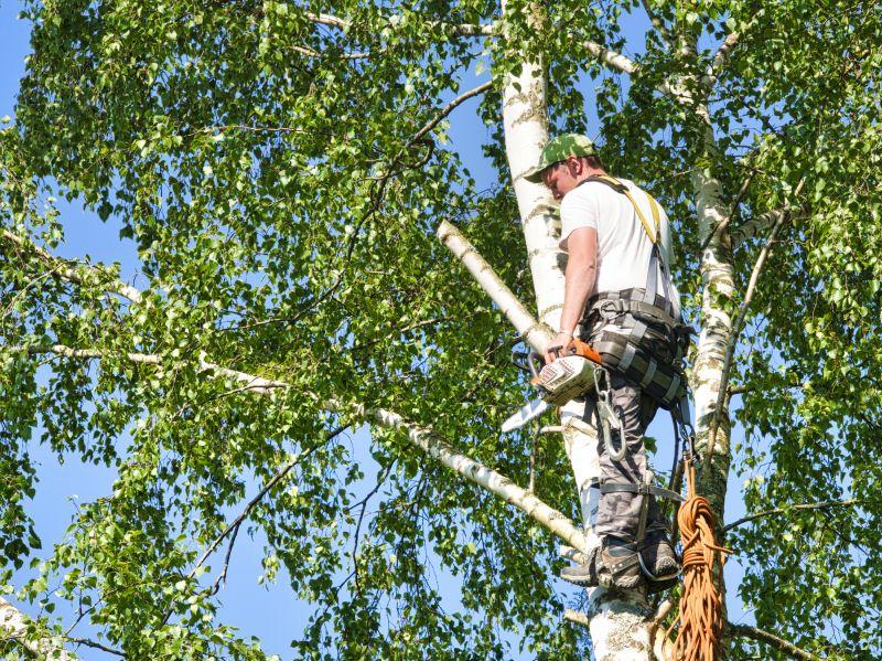 Birch Tree Removal in Montgomery County, PA