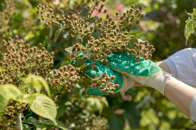 Blackberry Bush Removal in Aiken, SC