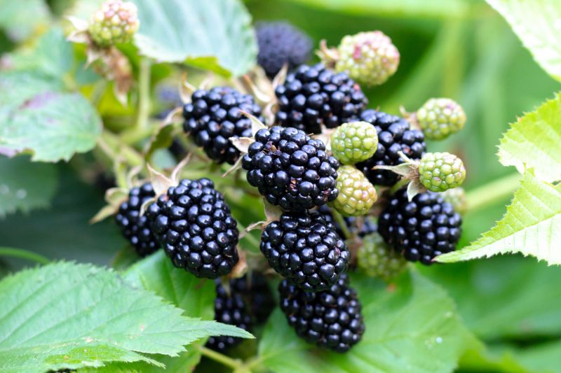 Blackberry Bush Removal in Rockwall, TX