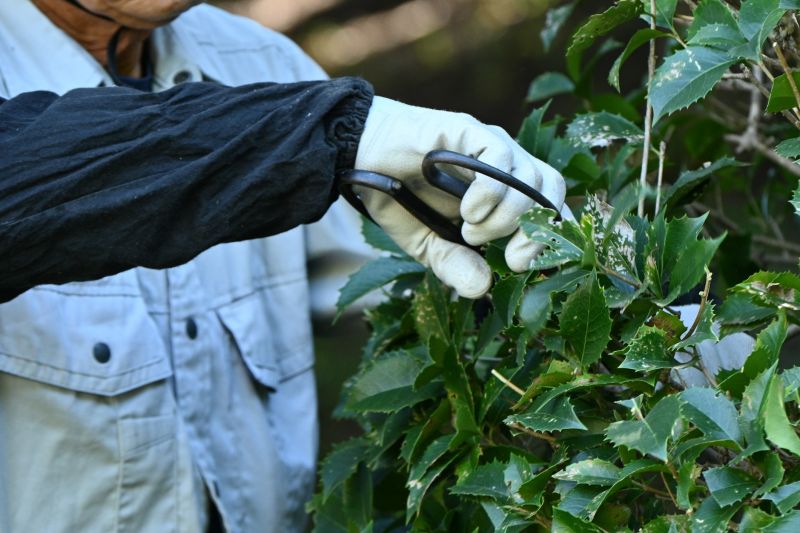 Boxwood Trimming in Rockwall, TX