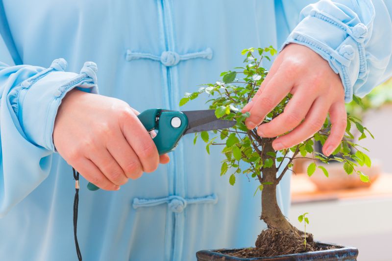 Boxwood Trimming in Aiken, SC