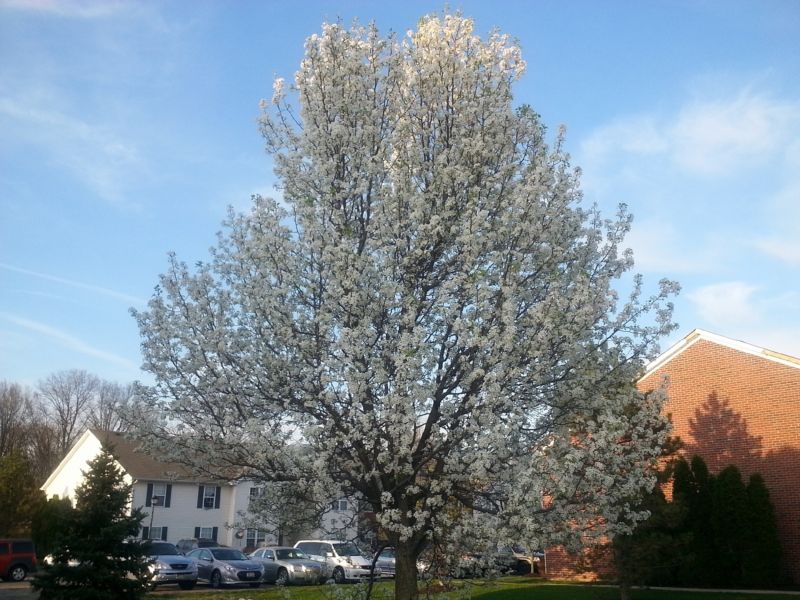 Bradford Pear Tree Pruning in Reno, NV