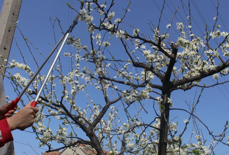 Bradford Pear Tree Pruning in Reno, NV